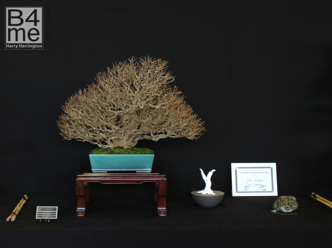 bonsai